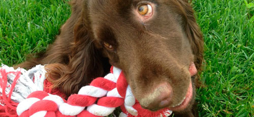 Hondenleven beter door stappenteller