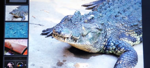 Aai de krokodil met nieuwe tablet-technologie