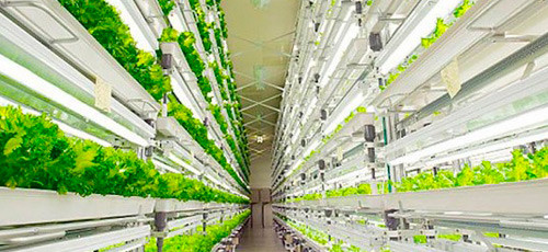 Chip fabrikant wordt groenteboer