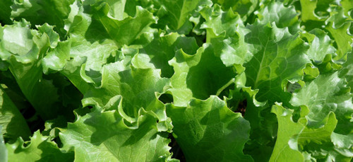 Gezondere sla wordt in Japan verbouwd