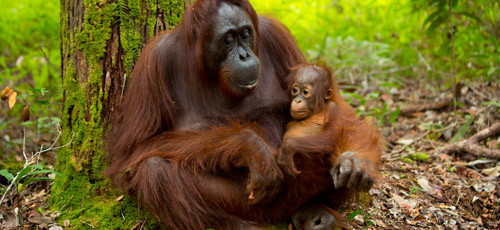 Bedreigd regenwoud op Borneo groeit weer