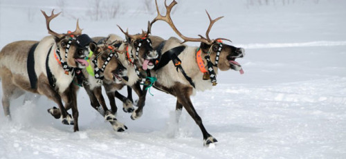 Software schat ideale hertenpopulatie