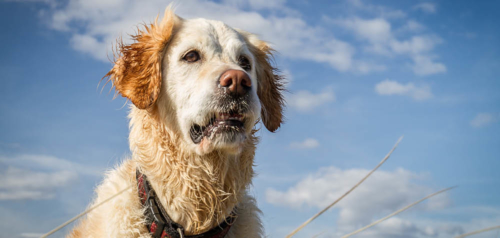 Pets versus cattle in de cloud