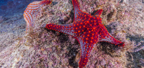 Hoe decentraal organiseren bedrijven weerbaar maakt